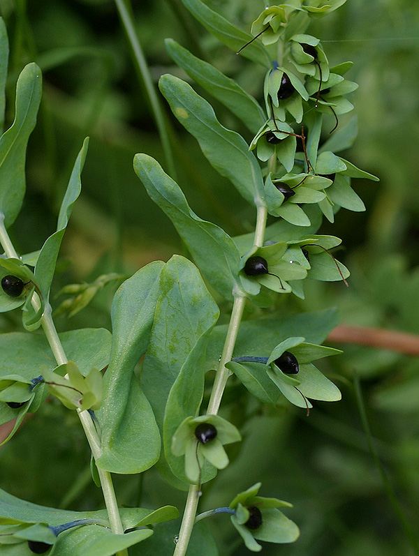 Cerinthe alpina (=C.glabra) / Erba vajola alpina